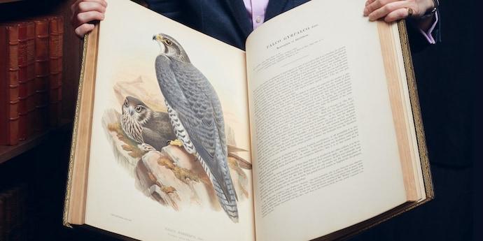 A man holds open a large book, with a watercolour of two falcons on the left page and text about falcons on the right page.